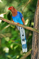 Sri Lanka blue / Ceylon Magpie (Urocissa ornata) perched on branch, Sinharaja World Heritage Site, Sri Lanka. Endangered species.