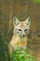 San joaquin kit fox (Vulpes macrotis mutica) sitting portrait, Bakersfield, California, USA. Endangered species.