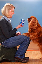 Woman sitting holding tissues s with Cavalier King Charles Spaniel, ruby, male with paws on her knees Model released