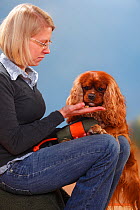 Woman sitting giving treat to Cavalier King Charles Spaniel, ruby, male Model released
