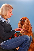 Woman offering treat to Cavalier King Charles Spaniel, ruby, male. Model released