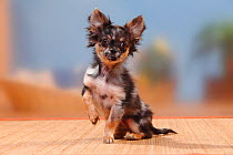 Longhaired blue-merle Chihuahua puppy, 17 weeks, sitting with one front paw up.