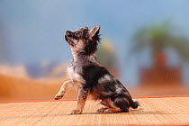 Longhaired blue-merle Chihuahua puppy, 17 weeks sitting with one front paw up.