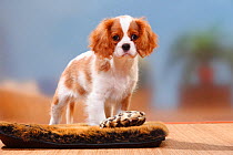 Cavalier King Charles Spaniel, blenheim puppy, standing on doormat with toy, 12 weeks.