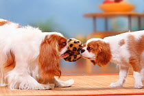Cavalier King Charles Spaniel, bitch with puppy, blenheim, 12 weeks, playing tug-of-war with toy.