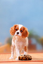 Cavalier King Charles Spaniel, blenheim puppy, standing with toy, 12 weeks.