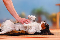 Cavalier King Charles Spaniel, bitch, tricolour, having her belly rubbed. Model released