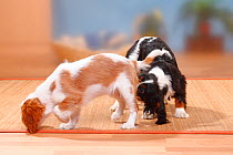 Cavalier King Charles Spaniel, puppies, blenheim, 12 weeks and tricolour, 6 months, sniffing each other.