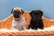 Pugs, 8 weeks, two puppies, sitting in basket together.