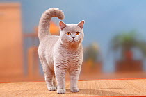 British Shorthair cat, tomcat, lilac, 6 months, standing.