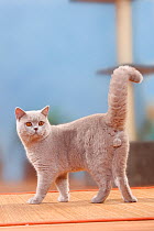 British Shorthair cat, tomcat, lilac, 6 months, standing.