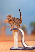Bengal cat, male kitten, 3 months standing on scratching post.