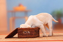 Labrador Retriever, 9 weeks , puppy with head in basket.