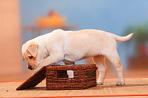 Labrador Retriever, 9 week puppy playing with basket.