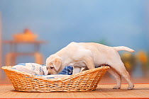 Labrador Retriever, 9 weeks, puppy sniffing and climbing into dog basket.
