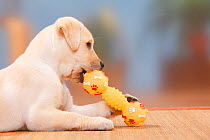 Labrador Retriever, puppy, 9 weeks, playing with toy.