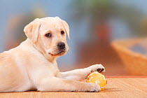 Labrador Retriever, puppy, 9 weeks, playing with toy.