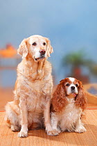 Cavalier King Charles Spaniel, blenheim, 9 years, lying down on right and Golden Retriever, 12 years sitting on left.