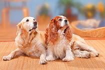 Cavalier King Charles Spaniel, blenheim, 9 years, lying down on right and Golden Retriever, 12 years on left.