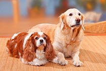 Cavalier King Charles Spaniel, blenheim, 9 years, lying down on left and Golden Retriever, 12 years on right.