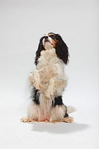 Cavalier King Charles Spaniel, tricolour, sitting on hind legs.