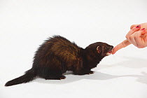 Domestic Ferret (Mustela putorius furo) being fed a treat. Model released