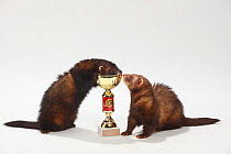 Domestic Ferret (Mustela putorius furo) playing with show trophy.