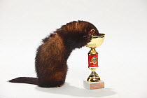 Domestic Ferret (Mustela putorius furo) with head in show trophy.