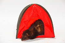 Domestic Ferret (Mustela putorius furo) emerging from a little red tent.