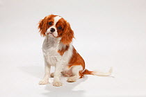 Cavalier King Charles Spaniel, puppy, blenheim, 4 1/2 months, sitting down.