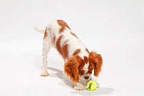 Cavalier King Charles Spaniel, blenheim puppy, 4 1/2 months, playing with toy.