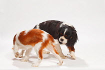 Cavalier King Charles Spaniel, blenheim puppy bitch, 4 1/2 months and young male, tricolour playing.