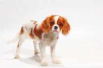Cavalier King Charles Spaniel, blenheim puppy, 4 1/2 months, standing.