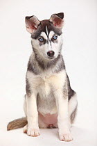 Siberian Husky, puppy, 11 weeks, sitting portrait.