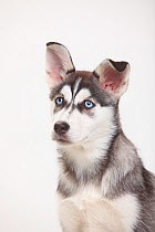 Siberian Husky, puppy, 11 weeks, head portrait.