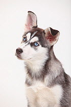 Siberian Husky, puppy, 11 weeks, head portrait.