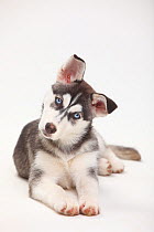 Siberian Husky, puppy, 11 weeks, lying down with head tilted to one side.