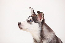 Siberian Husky, puppy, 11 weeks, head profile.