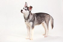 Siberian Husky, puppy, 11 weeks, standing.