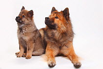 Eurasier with puppy, 10 weeks, sitting looking up to the right.