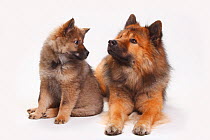 Eurasier with puppy, 10 weeks, looking at mother.