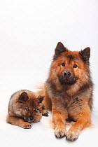 Eurasier with puppy, 10 weeks, lying down and puppy covering one eye with paw.