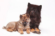Eurasier with puppy, 10 weeks, lying down.