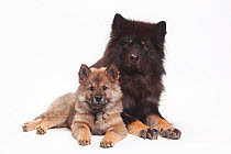 Eurasier with puppy, 10 weeks, lying down.