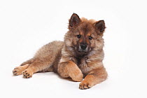 Eurasier, puppy, 10 weeks, lying down with one paw curled up.