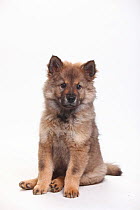 Eurasier, puppy, 10 weeks, sitting portrait.