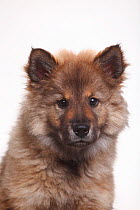 Eurasier, puppy, 10 weeks, head portrait.