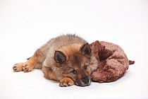 Eurasier, puppy, 10 weeks, lying down with soft toy.