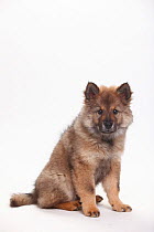 Eurasier, puppy, 10 weeks, sitting portrait.