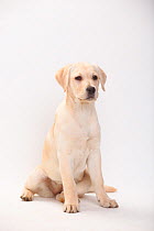 Labrador Retriever, puppy, 13 weeks, sitting portrait.